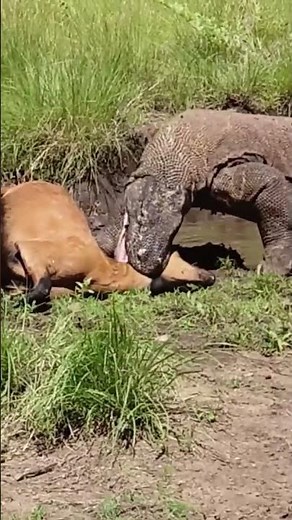 The Komodo Dragon is the largest living lizard in the world. #animals #wildlife