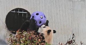Giant panda star plays with new toy