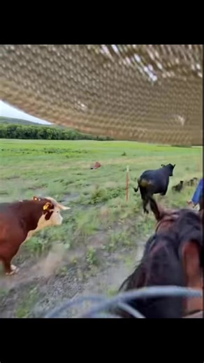 42K views · 748 reactions | 鸞 #cowboyup #3cfeeders #3ccattleco #3ctrailers #agriculture #beefitswhatsfordinner #cattle #ranching #feedingamerica | 3C Cattle Feeders | Facebook