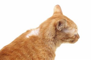 Why Does My Cat Have Patches of Hair Missing? - Causes of Bald Spots on Cats