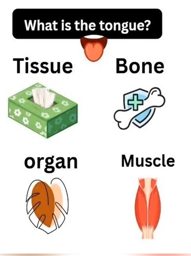 Most people get this wrong! Is the tongue a muscle or an organ? 🧠✨ Test your basic biology! 🧠👅 We use it every day to talk and taste, but do you know its scientific classification? 🧐 Is the tongue a: Tissue 🧫 Bone 🦴 Organ 🩺 Muscle 💪 Choose wisely and drop your answer in the comments! 👇💡 Note: This video is for educational purposes to share interesting anatomical facts about the human body. #BiologyFacts #AnatomyQuiz #HumanBody #ScienceTrivia #USATiktok
