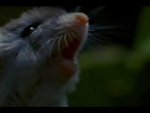 Mouse howl!! original audio