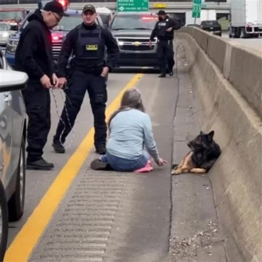 While driving on a busy highway, Debbie Allen spotted a lost German shepherd in distress and quickly pulled over to help, ensuring the injured dog was safe until authorities arrived. Despite missing her work appointment, Debbie's compassionate actions, along with assistance from Michigan State Police and local animal protection, highlighted her determination to reunite the well-cared-for pup with its owner. Check the comments below👇 👇 👇 | Today News