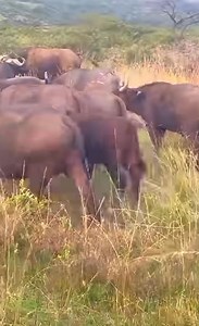 Two buffalo 🐃 fighting | Gavin Gordon