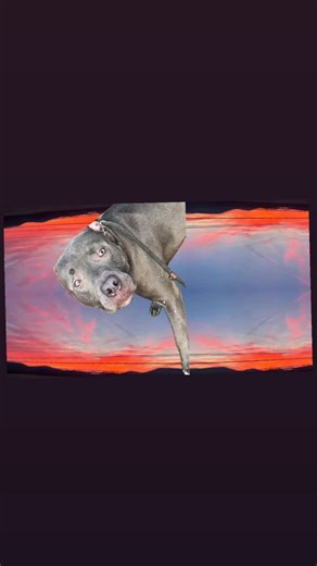 LouisvilleMetroAnimalServices on Instagram: "Ghost is patiently wading through the in between searching for a place in this world, somebody to call out “that’s my good boy” Aint that what we all want? Come meet Ghost at Animal House, ask for him by name. Don’t let this good boy fade out like a distant memory.. 🏡 Animal House 📍 3516 Newburg Rd, Louisville 🕒 Open daily 12–6pm 🐾 Adopt, foster, volunteer & more: linktree.com/yourcityshelter #yourcityshelter 🐶🐱🫶 We do not own the rights to thi