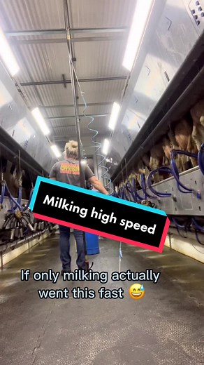 Dairy Farm Milking Process: Behind the Scenes