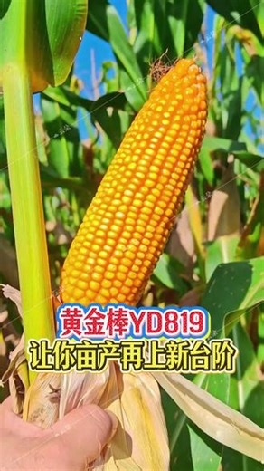 淮阳的老乡们！2025年后期连阴雨，玉米青枯病多，黄金棒YD819抗青枯，种它就不用天天往地里跑！快分享给邻居，帮他省点事！淮阳省人工抗青枯玉米种推荐#淮阳黄金棒YD819#淮阳玉米种#淮阳农资#高产玉米种子#同城