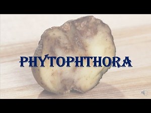 Plant_Biodiversity_#Phytophthora#