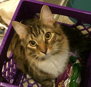 I always knew my cat had these thoughts! 🐱 🐈 | OMG