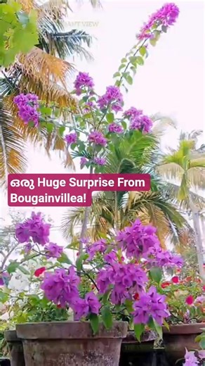 Bougainvillea Big Size കൊള്ളാലോ!