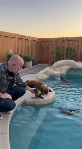 My Mini Sea Lion Learned to Swim in This Tiny Pool