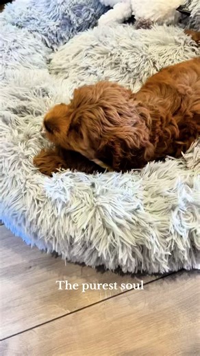 Little me to now 🐶 #dogsoftiktok #puppy #cockapoo #cutedog #fyp