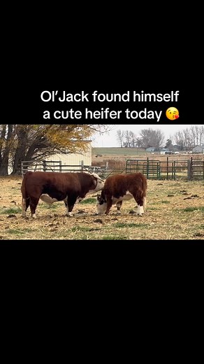 #Twoeyedjack #farmlife #farmlifebestlife #miniatureherefords | Narrow Gate Miniature Herefords