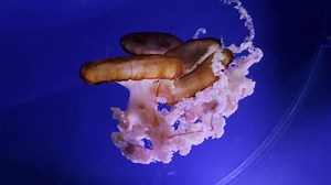 Download free media from Asaybe | Pixabay