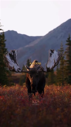 Valorgi™ | Business | Wisdom on Instagram: "Things that are bigger than you think. We help people improve their lives through business and educational content. Join us on our journey 🔸 @Valorgi ⠀ ⠀ DM for credit. No copyright intended for background footage and music. © All rights belong to the original owners."