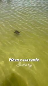 6.4K views · 113 reactions | We love our sea turtle encounters in Shell Key!  | Get Up And Go Kayaking | Facebook