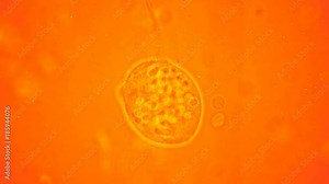 transparent microorganism under the microscope, with internal organs, as is an alien organism Stock Video