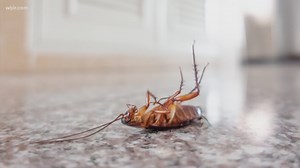In Other News: Mutant cockroaches; how long it takes to choose what to watch; & calling all cookie masters