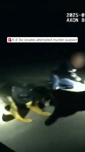 Goodest Boy K-9 Tek 👏💙 "Great work by K-9 Tex assisting in locating an attempted murder suspect earlier this month. 👏🐾 After a suspect fired his weapon at a homeowner during a vehicle prowl, CCSO deputies and VPD officers responded quickly, initiating a coordinated K-9 track. Tex led officers directly to the suspect, who was taken into custody and later treated for injuries from the K-9 contact. A firearm was also recovered nearby. The juvenile suspect is facing eight counts Attempted Murder