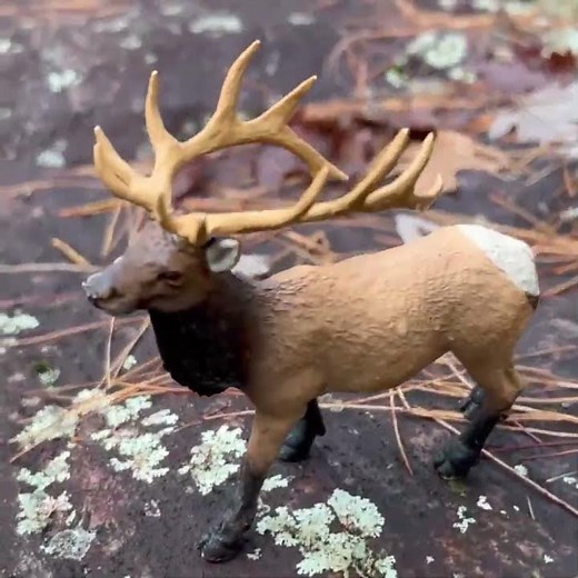 Elk Antler Fact! 🦌 They Shed Antlers Every Year! Wild Animals