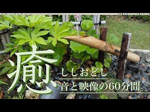 「鹿威し（ししおどし）と自然の音」相楽園・睡眠BGM・ASMR・Shishi-Odoshi sound of Relaxing and Healing