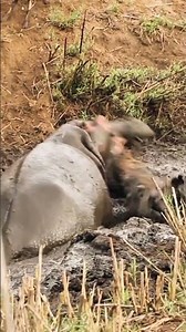 Hunter Encounters a Rhino in the Bush | A Calm and Unexpected Moment