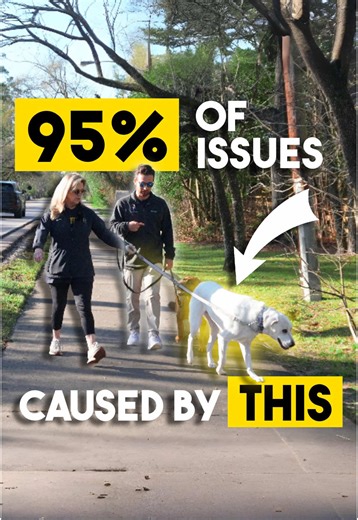 Effective Training for Reactive Dogs on Walks