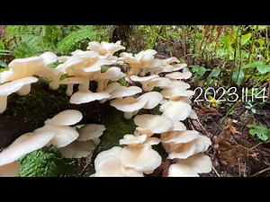 【きのこ狩り】ヒラタケとウスヒラタケ比較してみた！ムキタケ、クリタケ