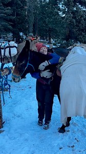 SOLD Rosalina is a sweet 14.1hh experienced pack mule who is also green-broke to ride. She is a great pack animal and has carried camps and game many, many miles. She is comfortable in a string in any position. She is 8 years old and easy to handle. She is green under saddle, but she just needs more miles and confidence building. This mule is easy to work with and very friendly once she is bonded with you. She was challenging to catch when I first got her and now she comes to greet me in the pas