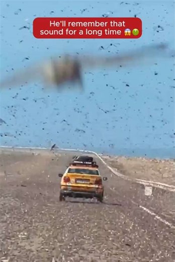 locust swarm #scary #scarystories #paranormal #horrortok #haunted