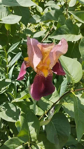 🌸 Kako se razmnožavaju irisi? Tajna bujnog cvetanja! 🌿
