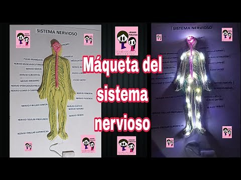Model of the nervous system with light, DIY, easy and fast.