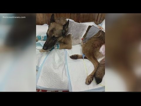 Can dogs suffer from PTSD?