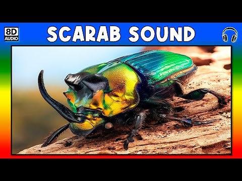 🐞 SCARAB SOUND - SCARAB SOUND EFFECT - SOUND OF SCARAB - NOISE OF SCARAB