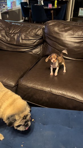 Dog Sitter Experience with Sushi and Friends