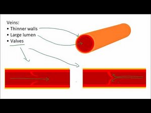 Blood & Blood Vessels | GCSE Science | Biology | Get To Know Science