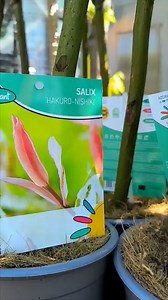 🌺Ma is érkezett egy kamion🌺 🌺Tarka levelű japánfűz 5950Ft 🌺Magnolia 2750Ft 🌺Muskátli szonyogűző 2750Ft 🌺Strelizia, Papagájvirág 2950Ft 🌺Örökzöld Klematisz 180cm magas 19500Ft 🌺Lilaakác bokros tele bimbóval 9450Ft 🌺Viszonteladókat is várunk, további árengedményekkel. 🌐 www.angerkerteszet.hu 📍1173 Bp. Pesti út 182. | ANGER Kertészet