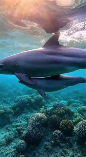 Beautiful Dolphin Mom & Baby Swimming Together in Coral Reef