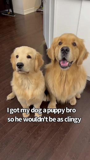 1.1M views · 21K reactions | Getting My Clingy Dog A Puppy Brother | Sterling Newton | Facebook