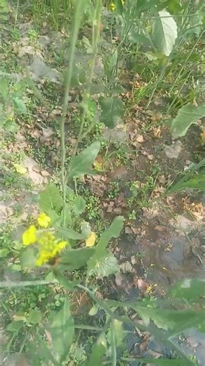 Amazing Insect Close-Up | Beautiful Nature Insect 🐜