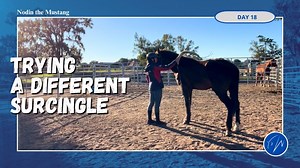 Day 18 with Nodin! Today, I worked on building trust and comfort with the lower-profile surcingle. He’s doing so much better—less flinchy and more responsive. We focused on softening exercises, head lowering, and girthing up gradually to keep things relaxed. I also introduced him to some flag work to help him handle sounds and pressure with ease. This session was about teaching Nodin how to find relaxation even when things get a bit stressful. He’s a smart and sensitive guy, and it’s so rewardin