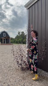 Plant trivia!! Everyone’s been asking - here it is. Red Mountain Spinach - it’s edible, self seeded from last year, likes the clay and gravel better than rich soil. Next year I’m going to encourage it to go next to the white school house where the Kochia is unfortunately thriving. I purchased after hearing about on the CBC plant talk back show. Seeds from Brother Nature. Link in comments. See you at 10am for today’s FB Live! | Kinder Surprises Antiques