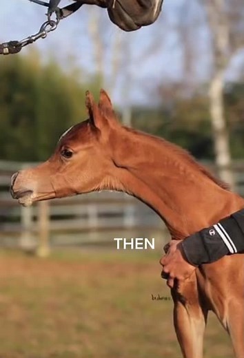 Arabian Horse Head Evolution from Foal to 3-Year-Old