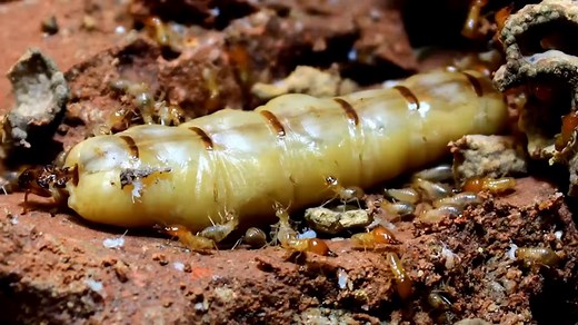 2.2K views · 19 reactions | You might be surprised by the appearance...