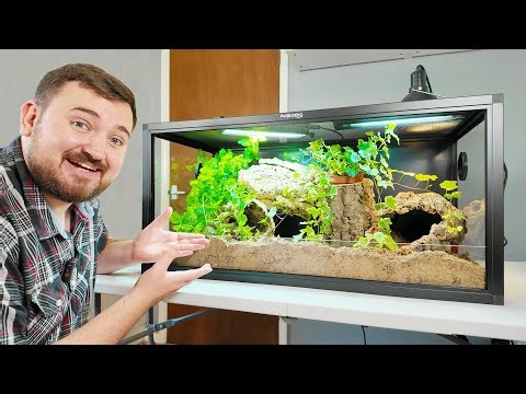 How To Setup a Hognose Snake Tank