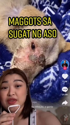 Understanding Myiasis: Prevention and Examples of Flesh Flies Infestation