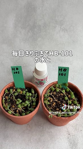 発根スピード検証：HB-101の効果を徹底比較