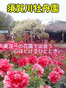 春になると、町はやさしい花の香りに包まれる。 福島県須賀川市の須賀川牡丹園では、約二百九十種・七千株もの牡丹が咲き誇り、訪れる人々を魅了します。 その歴史は江戸時代から続き、二百五十年以上にわたり大切に受け継がれてきた場所。 一輪一輪に、人の想いと時の流れが息づいています。 いま、この瞬間だけの春の絶景。 須賀川で、心ほどける花の時間を体験してみませんか。 挿入歌は、咲き誇れ「須賀川牡丹園」 ※capcutを使用しています。 #須賀川牡丹園 #須賀川市 #福島観光 #牡丹 #花の名所