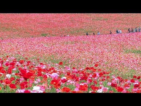 [ 4K Ultra HD ] 赤とピンクの絶景 秩父高原牧場天空のポピー - Heavenly Poppies at Chichibu - (shot on Samsung NX1)