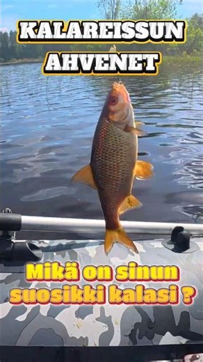 Jos saisit kalastaa vain yhtä kalaa, mikä se olisi? 🎣